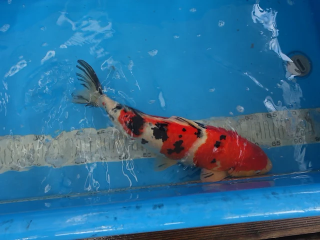 Japanse koi vis sanke - afbeelding 3 van  4