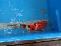 Japanse koi vis sanke - afbeelding 4 van  4