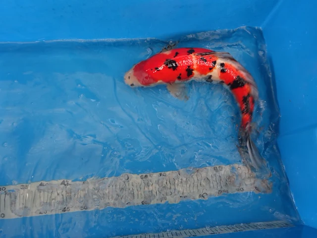 Japanse koi vis sanke - afbeelding 2 van  5