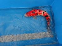 Japanse koi vis sanke - afbeelding 2 van  5