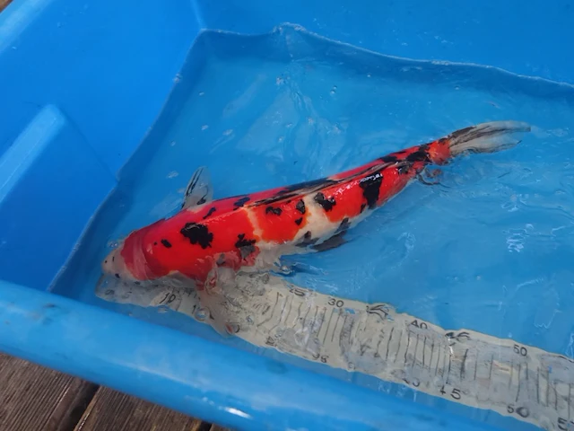 Japanse koi vis sanke - afbeelding 3 van  5
