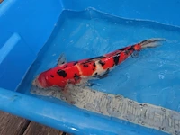 Japanse koi vis sanke - afbeelding 3 van  5