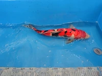 Japanse koi vis sanke - afbeelding 5 van  5