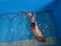 Japanse koi vis showa - afbeelding 1 van  3