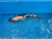 Japanse koi vis showa - afbeelding 2 van  3