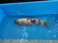 Japanse koi vis showa - afbeelding 3 van  3