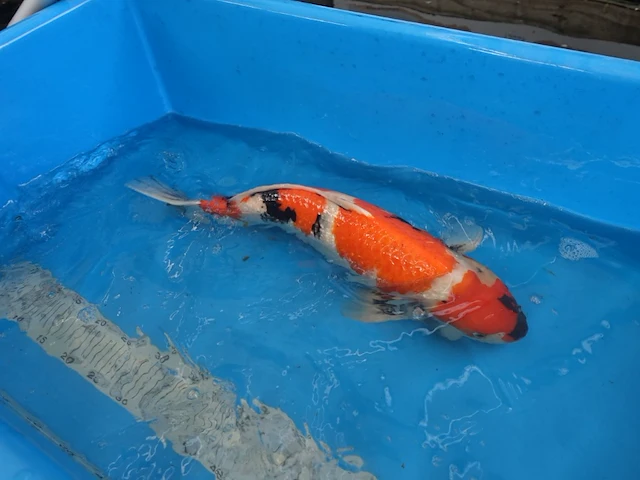Japanse koi vis showa - afbeelding 2 van  4