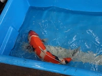 Japanse koi vis showa - afbeelding 3 van  4