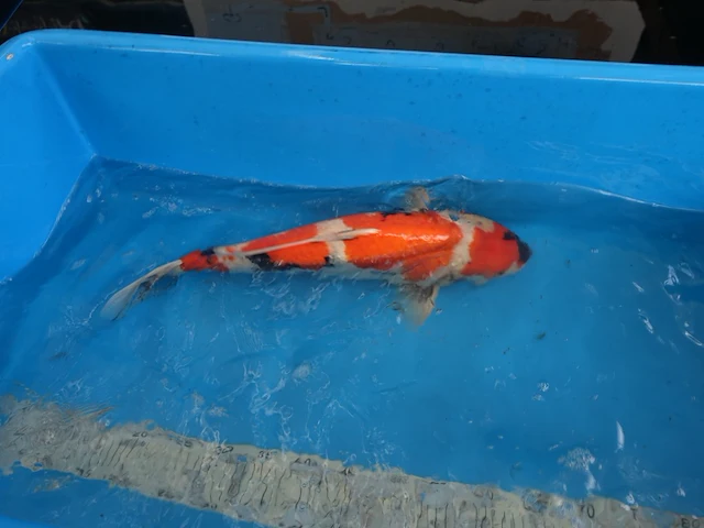 Japanse koi vis showa - afbeelding 4 van  4