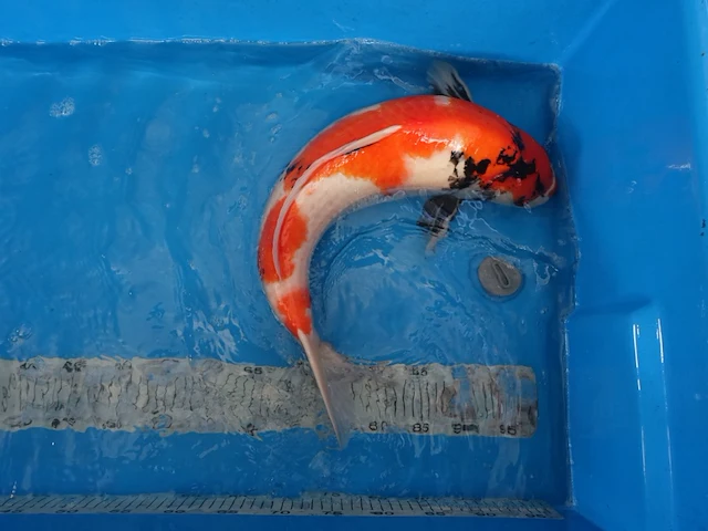 Japanse koi vis showa - afbeelding 1 van  6