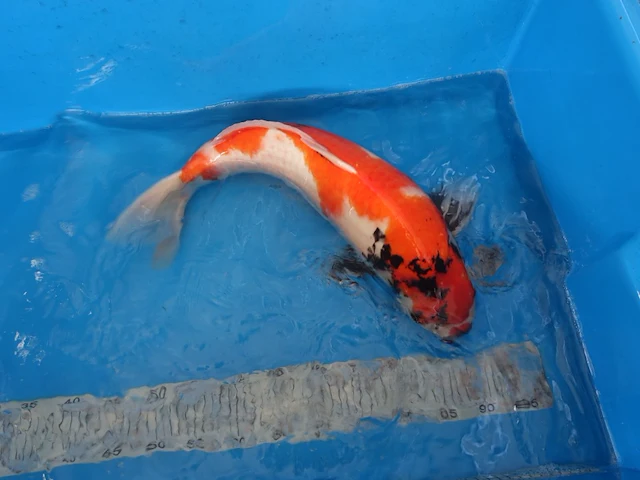 Japanse koi vis showa - afbeelding 2 van  6
