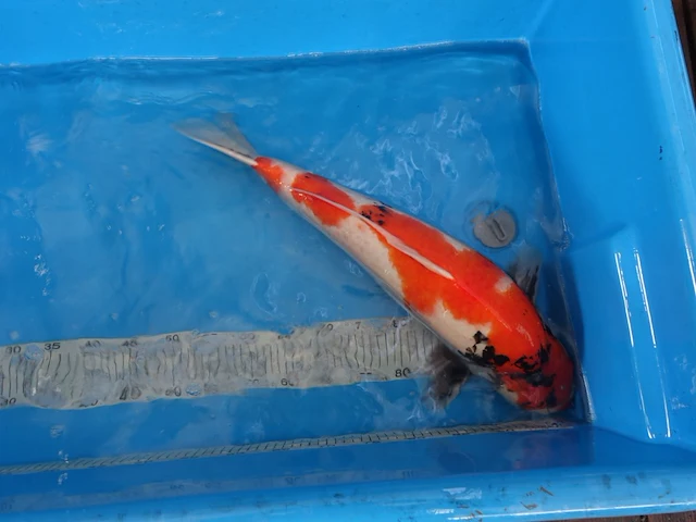 Japanse koi vis showa - afbeelding 3 van  6
