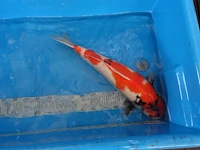 Japanse koi vis showa - afbeelding 3 van  6