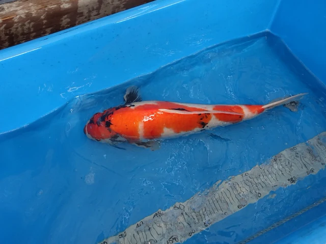 Japanse koi vis showa - afbeelding 4 van  6