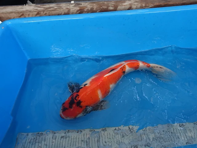 Japanse koi vis showa - afbeelding 5 van  6