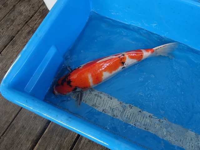 Japanse koi vis showa - afbeelding 6 van  6