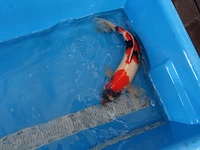 Japanse koi vis showa - afbeelding 1 van  6
