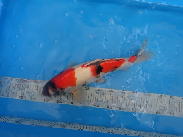 Japanse koi vis showa - afbeelding 3 van  6