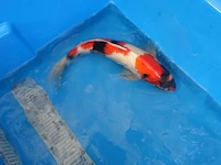 Japanse koi vis showa - afbeelding 4 van  6