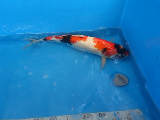 Japanse koi vis showa - afbeelding 5 van  6