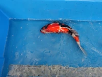 Japanse koi vis showa - afbeelding 3 van  7