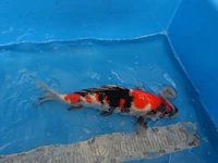 Japanse koi vis showa - afbeelding 6 van  7
