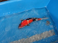Japanse koi vis showa - afbeelding 7 van  7