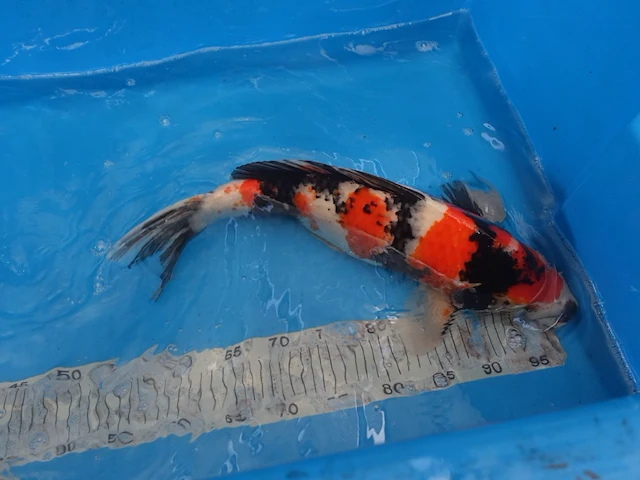 Japanse koi vis showa - afbeelding 5 van  6