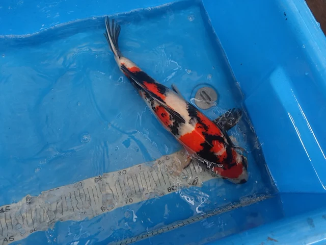 Japanse koi vis showa - afbeelding 6 van  6
