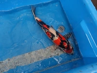 Japanse koi vis showa - afbeelding 6 van  6