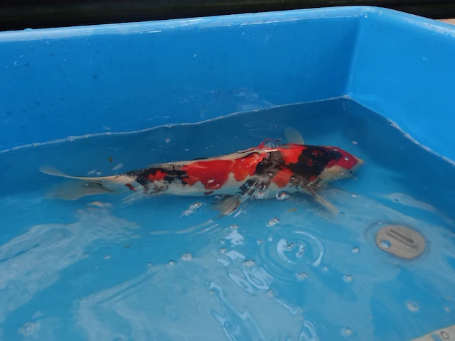 Japanse koi vis showa - afbeelding 2 van  6