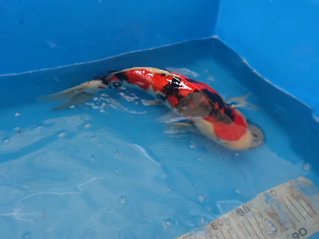 Japanse koi vis showa - afbeelding 3 van  6