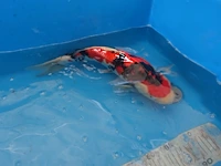 Japanse koi vis showa - afbeelding 3 van  6