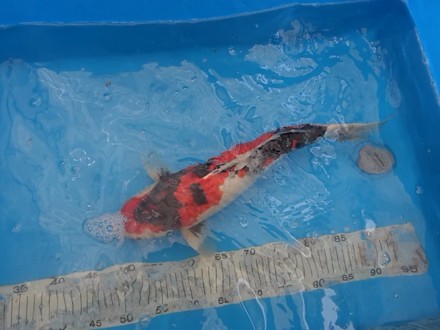 Japanse koi vis showa - afbeelding 4 van  6