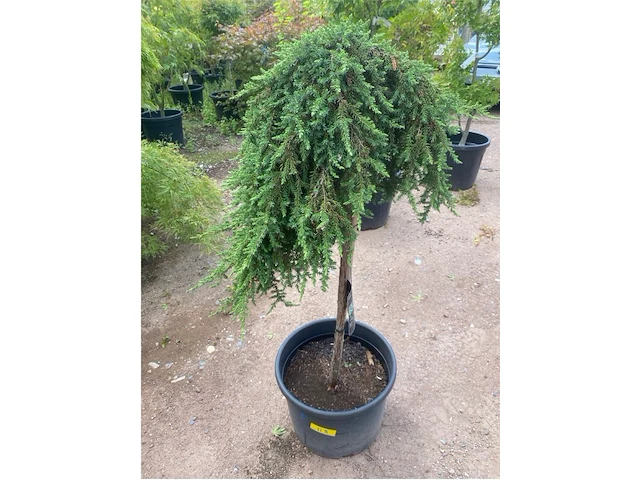 Juniperis communis 'green mantle' - afbeelding 1 van  2