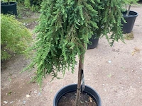 Juniperis communis 'green mantle' - afbeelding 1 van  2