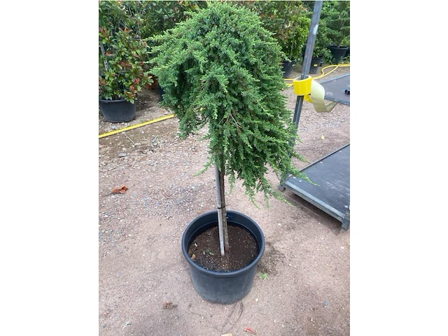 Juniperis communis 'green mantle' - afbeelding 2 van  2