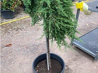 Juniperis communis 'green mantle' - afbeelding 2 van  2