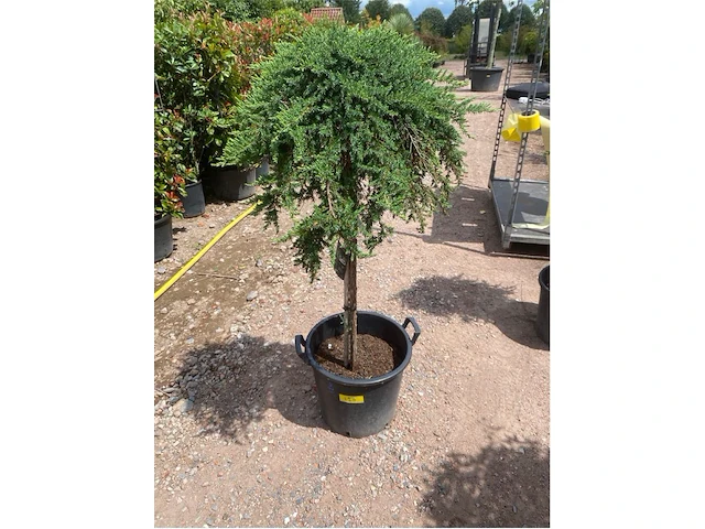 Juniperis communis 'green mantle' - afbeelding 1 van  2