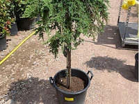 Juniperis communis 'green mantle' - afbeelding 1 van  2
