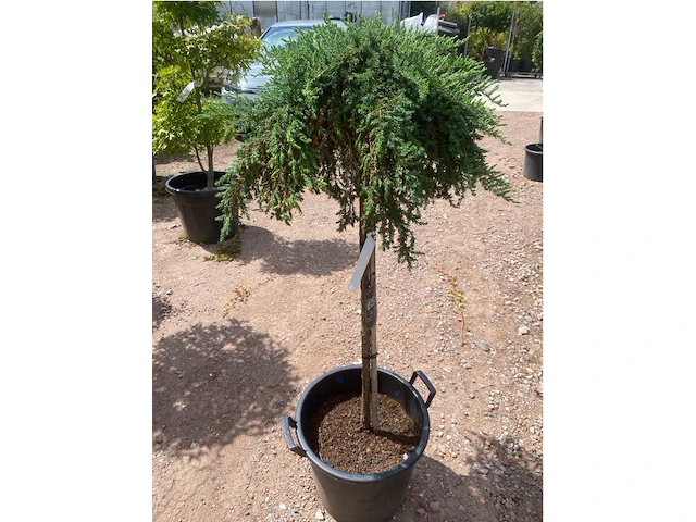 Juniperis communis 'green mantle' - afbeelding 2 van  2
