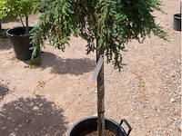 Juniperis communis 'green mantle' - afbeelding 2 van  2