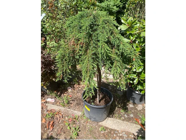 Juniperis communis 'green mantle' - afbeelding 1 van  2