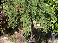 Juniperis communis 'green mantle' - afbeelding 1 van  2