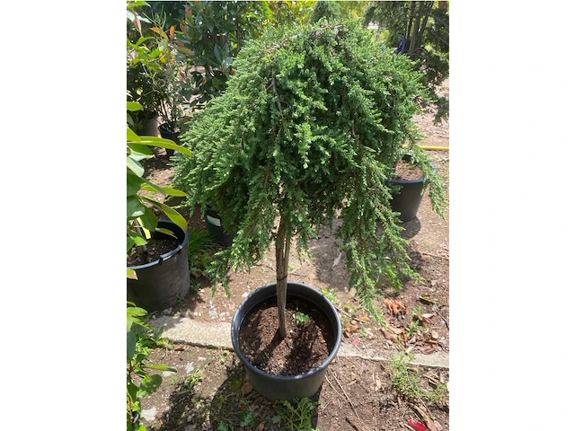 Juniperis communis 'green mantle' - afbeelding 2 van  2