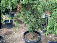 Juniperis communis 'green mantle' - afbeelding 1 van  2