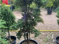 Juniperis communis 'green mantle' - afbeelding 2 van  2