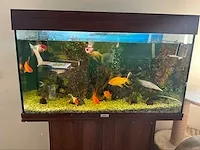 Juwel aquarium met toebehoren - afbeelding 1 van  4