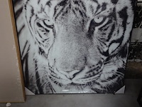 Kader leeuw - afbeelding 1 van  1