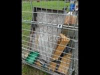 Kar - afbeelding 4 van  5